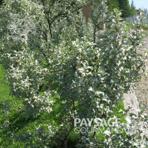 Chalef argenté en platebande. Elaeagnus commutata. Silverberry. Wolf-willow.