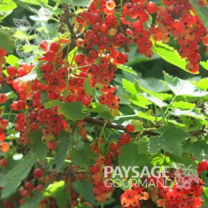 Grappes de gadèles du gadelier 'Red Lake'. Ribes rubrum. Red Currant.