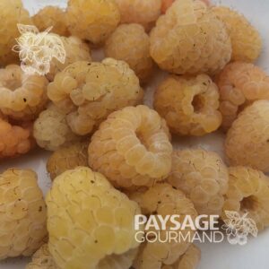 Récolte de framboises du framboisier jaune 'Anne'. Rubus idaeus. Raspberry bush.