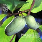 Asiminier trilobé (Paw Paw) portant une grappe de fruits bientôt mûr. Asimina triloba. Pawpaw tree.
