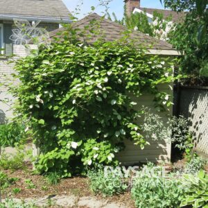 Plant de kiwi artcique 'September Sun' (F) grimpant sur un cabanon. Actinidia kolomikta. Arctic kiwi.