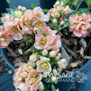 Fleurs roses pêches du cognassier 'Geisha'. Chaenomeles speciosa. Flowering Quince.