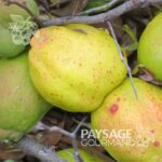 Fruits du cognassier 'Geisha'. Chaenomeles speciosa. Flowering Quince.