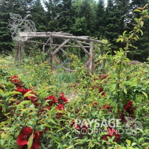 Cognassier 'Crimson Gold' en plein floraison dans les jardins démonstratifs de Paysage gourmand. Chaenomeles speciosa. Flowering Quince.