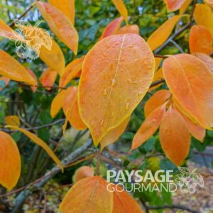 Feuillage automnal orangé du plaqueminier de Virginie. Diospyros virginiana. Common persimmon.
