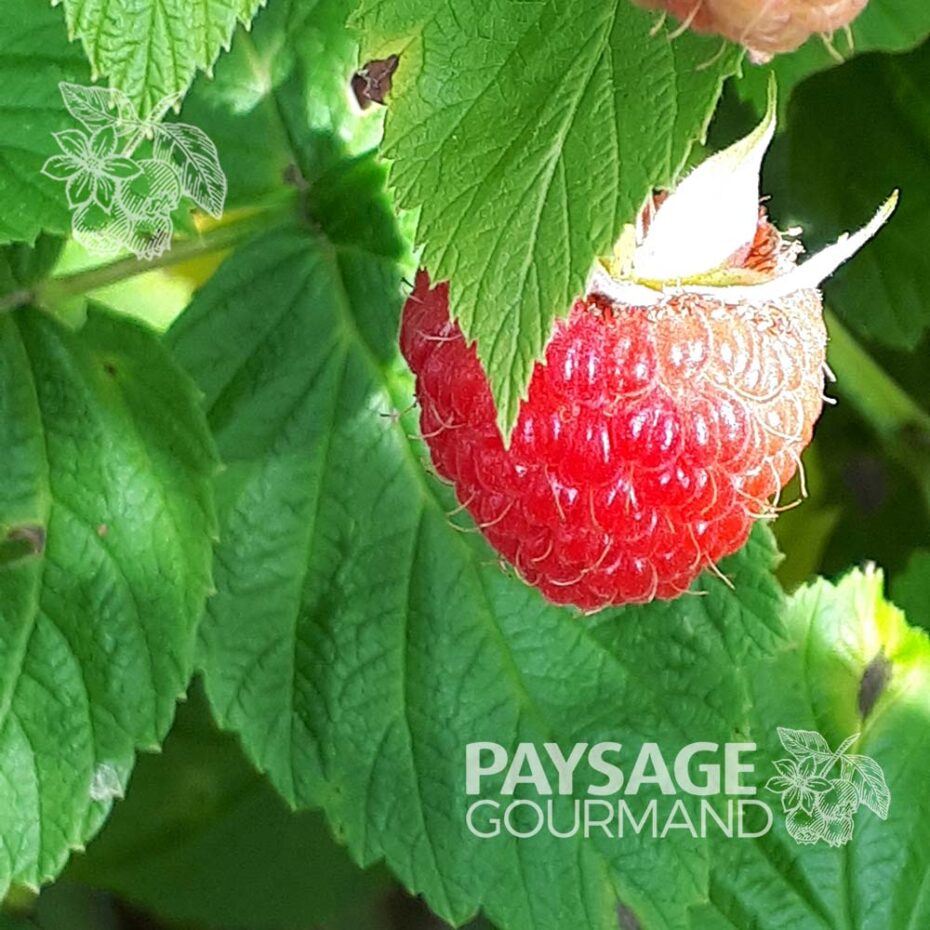 Raspberry dwarf | Rubus idaeus - Paysage gourmand