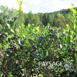 Grappes de bleuets du bleuetier 'Northland'. Vaccinium corymbosum x angustifolium. Blueberry.