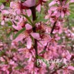 Amandier nain russe en fleurs de couleur rose. Prunus tenella. Dwarf Russian Almond.