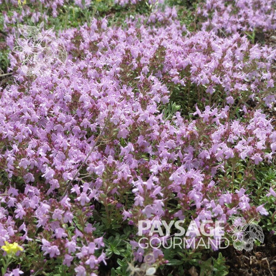 Thym Rampantes Thym rampant 'Magic Carpet' | Thymus serpyllum - Paysage gourmand