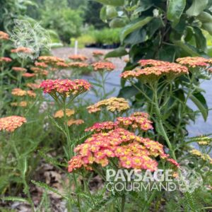 Achillée 'Rainbow Tricolor' en floraison. Achillea millefolium. Yarrow.
