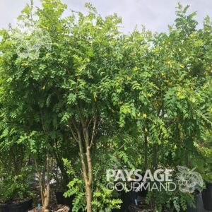 Caraganier de Sibérie en pot et en floraison. Caragana arborescens. Siberian Peashrub.