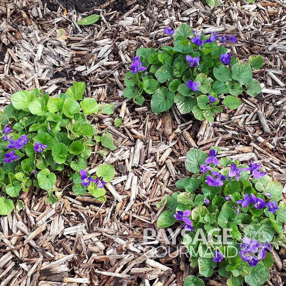 Violette odorante 'Queen Charlotte' en fleurs en platebande. Viola odorata.
