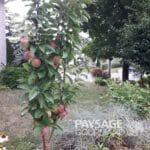 Jeune pommier colonnaire 'McExcel'