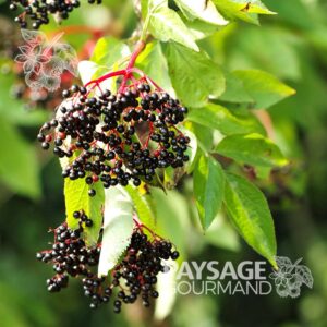 Fruits mûrs du sureau du Canada. Sambucus canadensis. American Elder.
