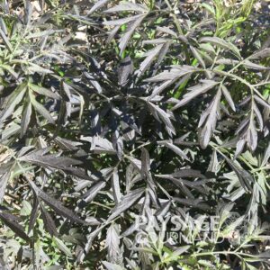 Sureau noir 'Black Lace'. Sambucus nigra.