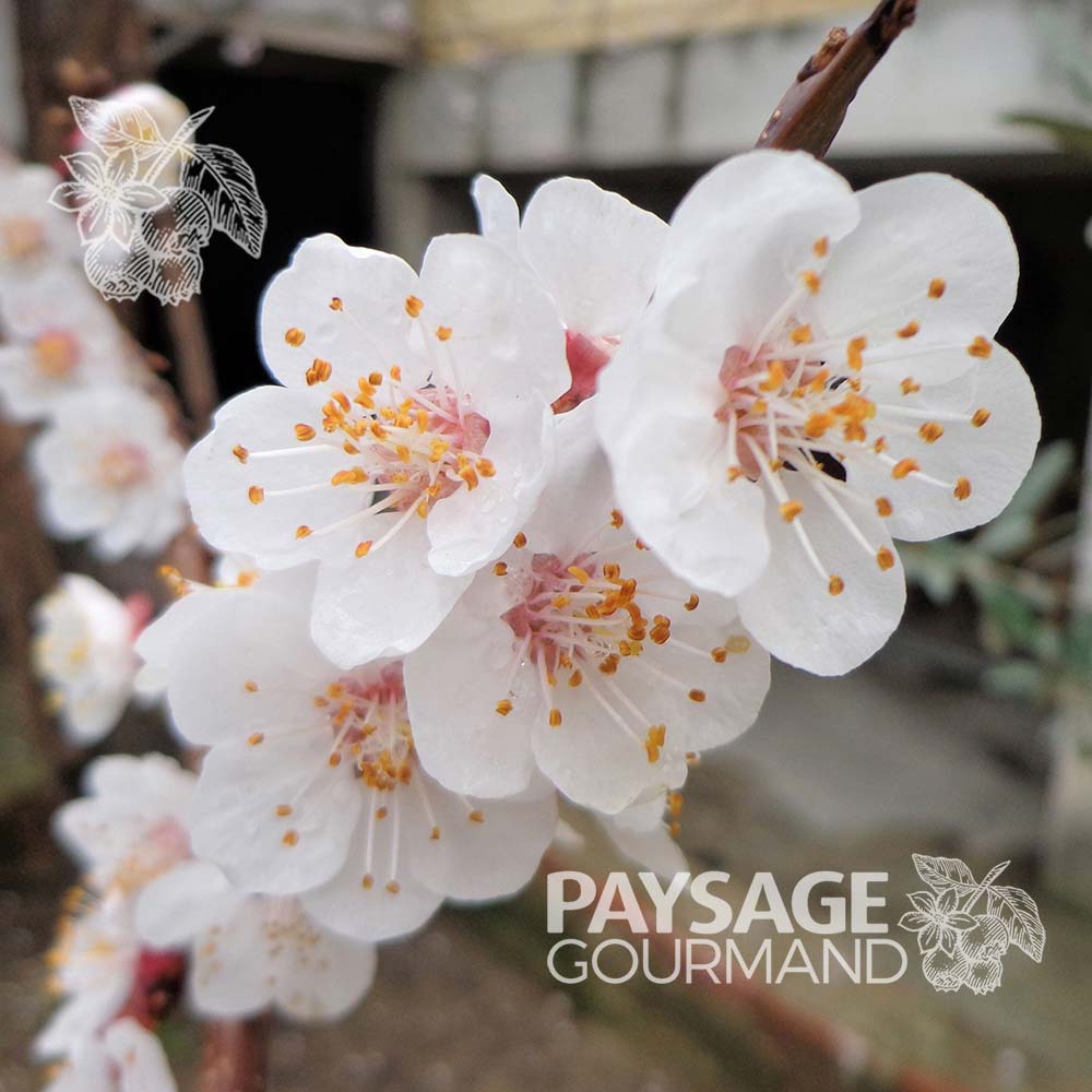 Abricotier en pleine floraison. Les pétales sont blanche. Apricot 'Scoot' tree. Prunus armeniaca.
