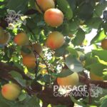 Fruits orangés de l'abricotier. Apricot 'Scoot' tree. Prunus armeniaca.