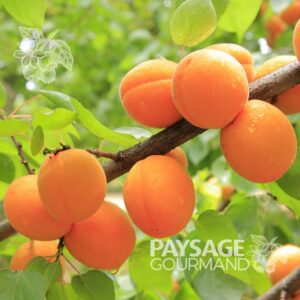 Fruits orangés de l'abricotier. Apricot 'Scoot' tree. Prunus armeniaca.