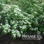 cornouiller du Japon en fleurs, Cornus kousa