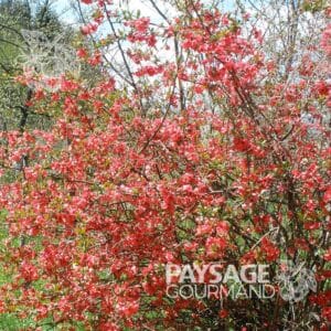 Cognassier rose en floraison. Chaenomeles speciosa. Flowering Quince.