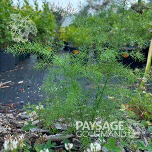 Jeune plant d'asperge grimpante en platebande. Asparagus verticilatus. Climbing Asparagus.