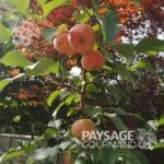 pommetier chestnut avec plusieurs pommes