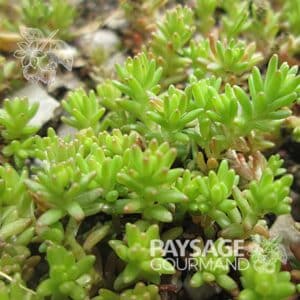 sedum-sexangulare-orpin-doux