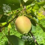 pommetier-centennial-pomme
