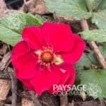 Fleur rose du fraisier 'Summer Breeze rose'